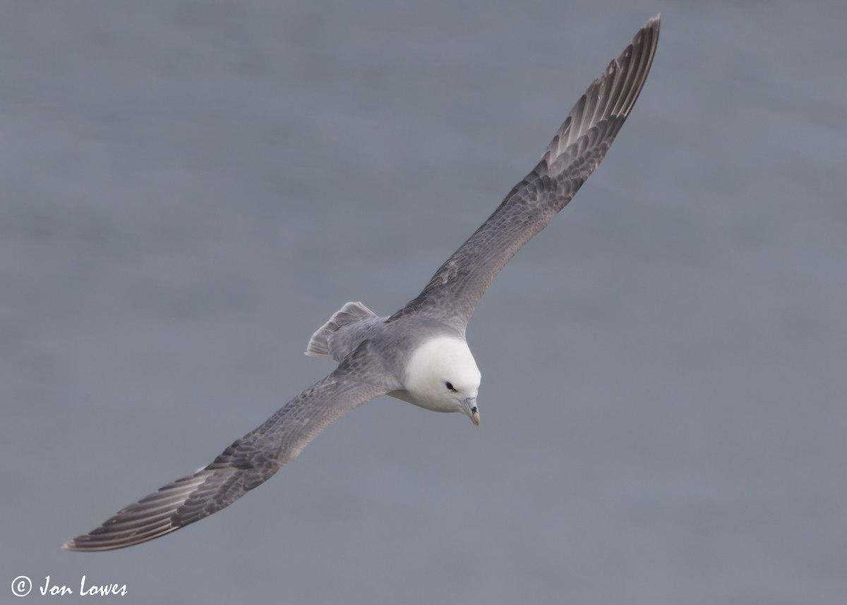 Буревісник кочівний (підвид glacialis/auduboni) - ML624585581