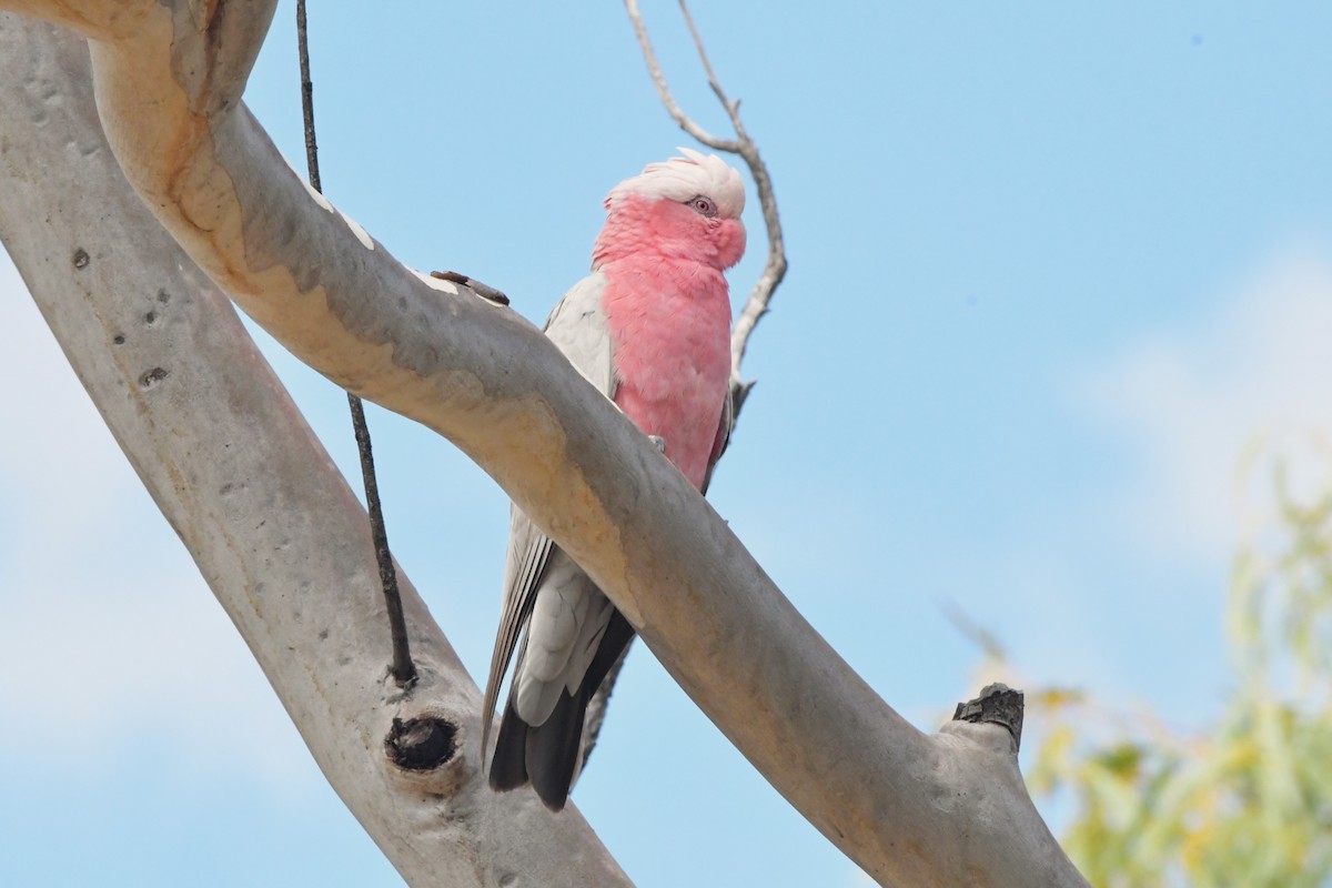 Galah - ML624585588