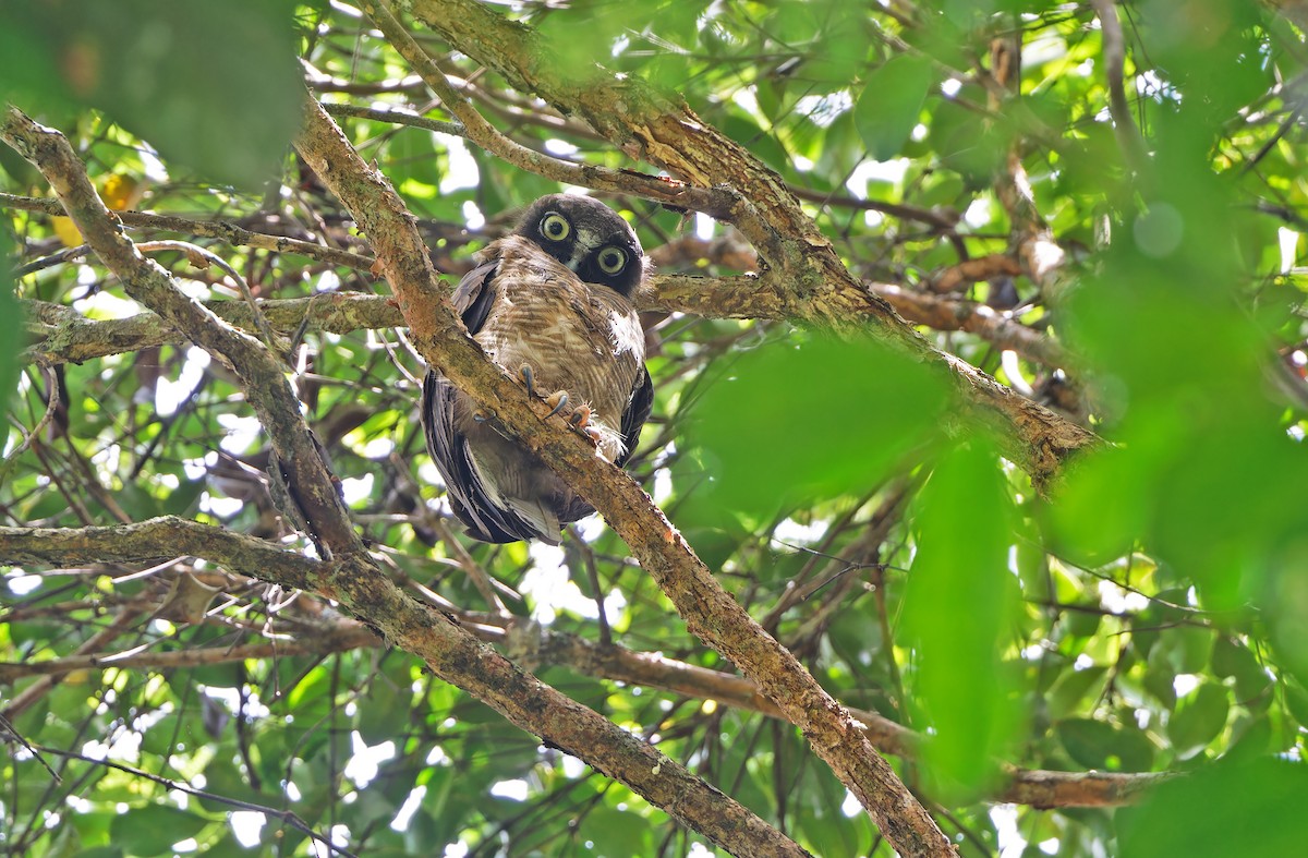 Rufous Owl - Robert Hutchinson