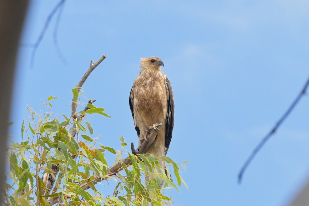 Коршун-свистун - ML624585592