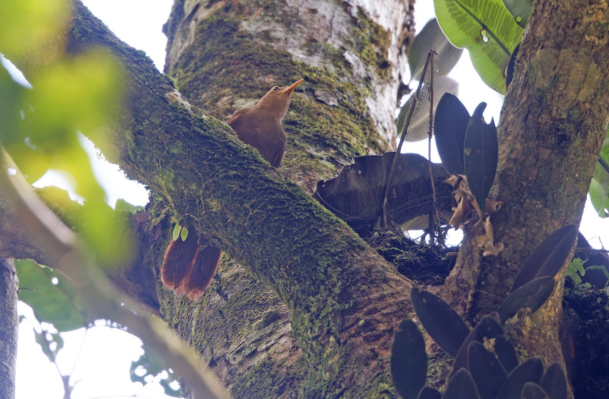 Papuan Babbler - Robert Hutchinson