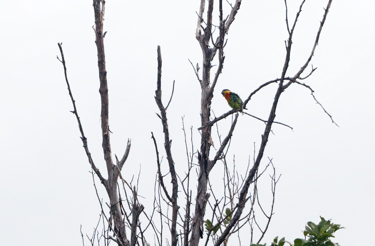 Blue-fronted Fig-Parrot - ML624585608