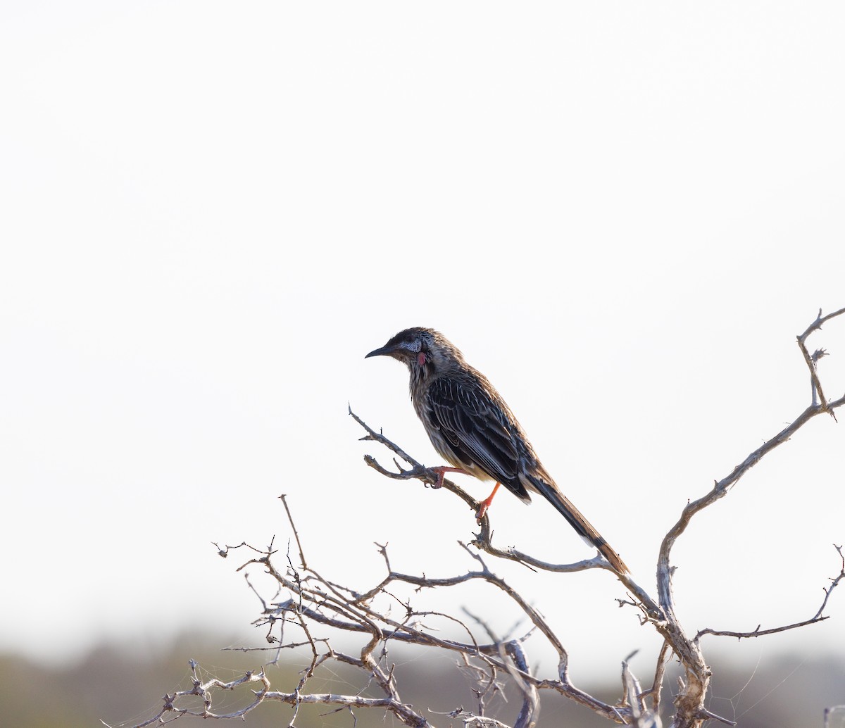 Red Wattlebird - ML624585663