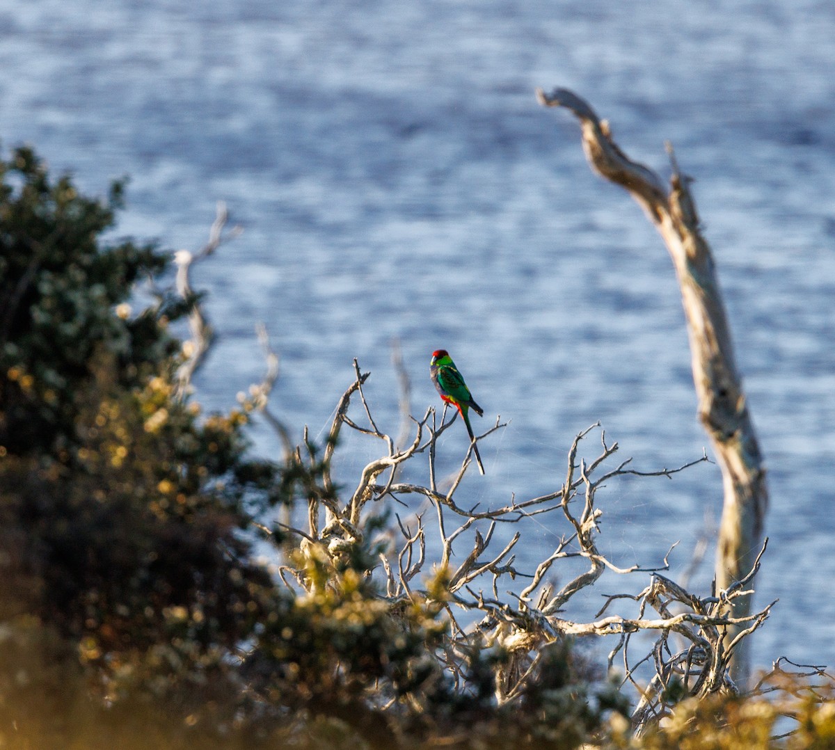 ユーカリインコ - ML624585667