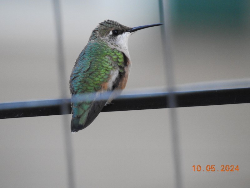 Ruby-throated Hummingbird - ML624585673