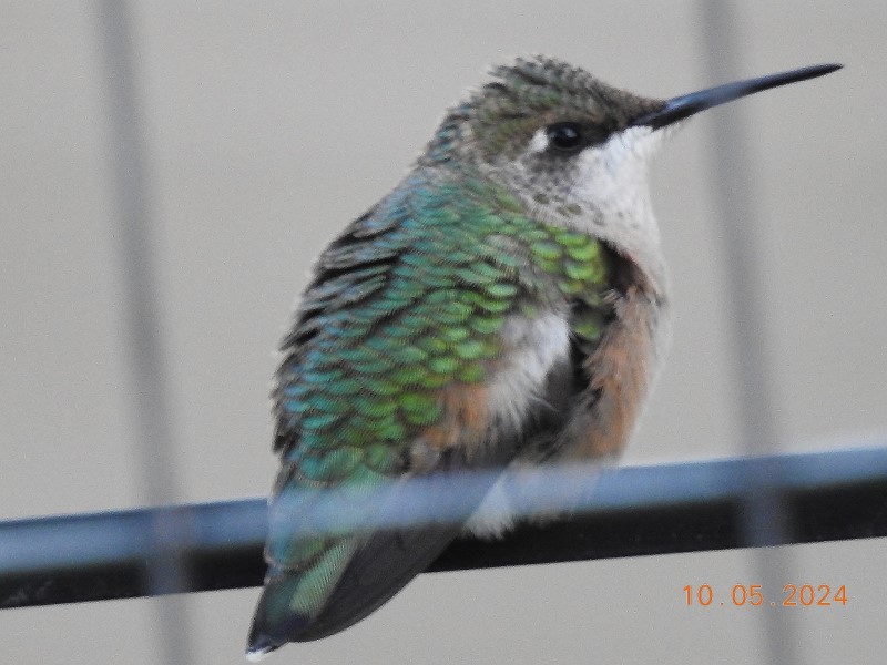 Ruby-throated Hummingbird - Dorothy Dunlap