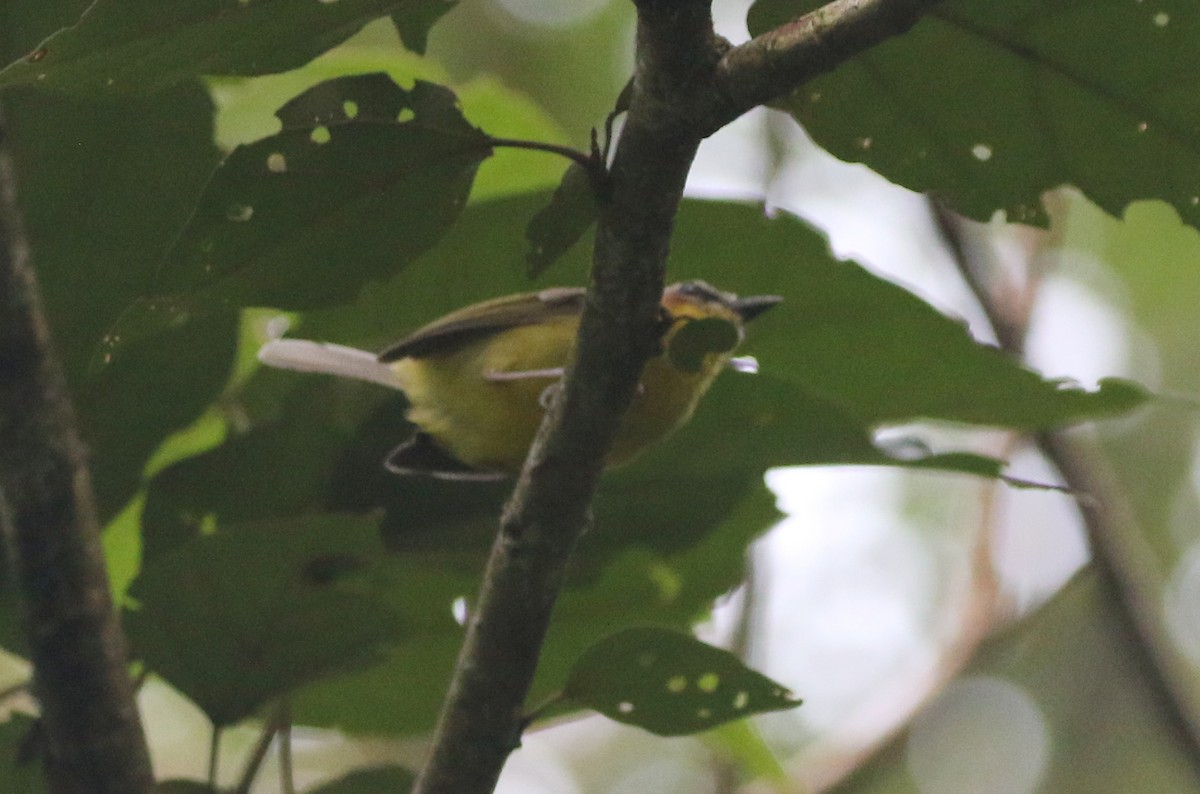 Chestnut-capped Warbler - ML624585678