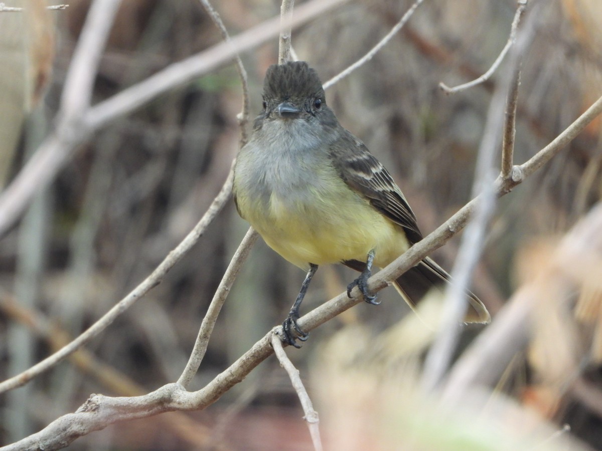 Apical Flycatcher - ML624585680