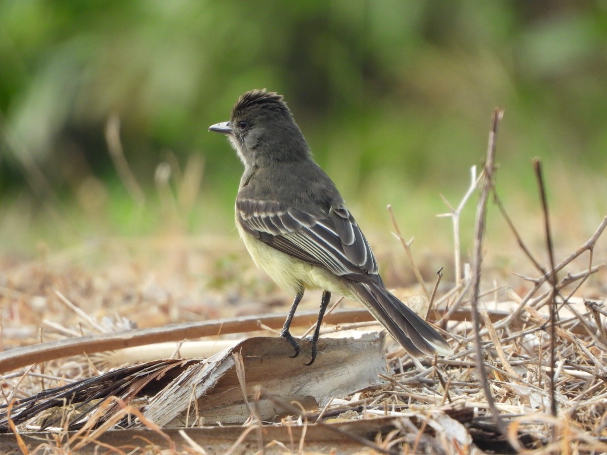 Apical Flycatcher - ML624585681