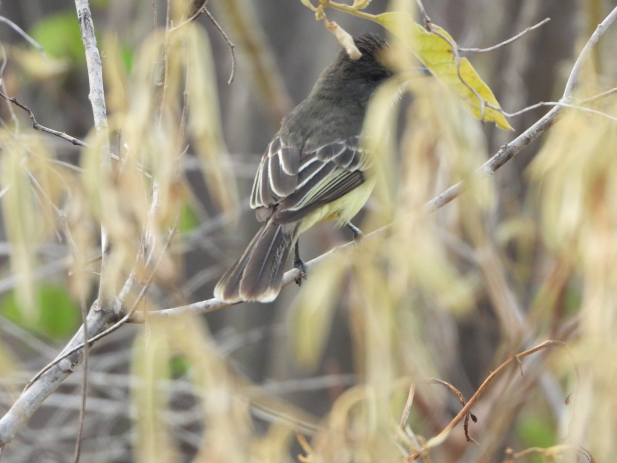 Apical Flycatcher - ML624585683