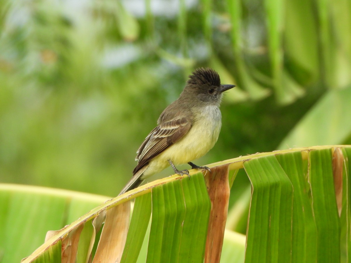 Apical Flycatcher - ML624585684