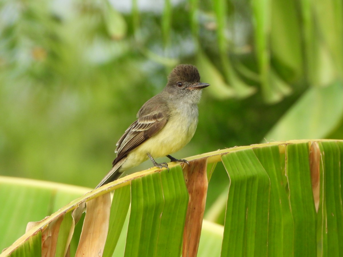 Apical Flycatcher - ML624585685