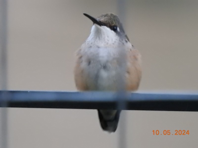 Ruby-throated Hummingbird - ML624585686