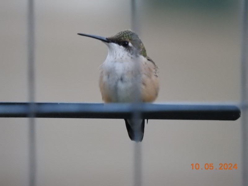 Ruby-throated Hummingbird - ML624585687