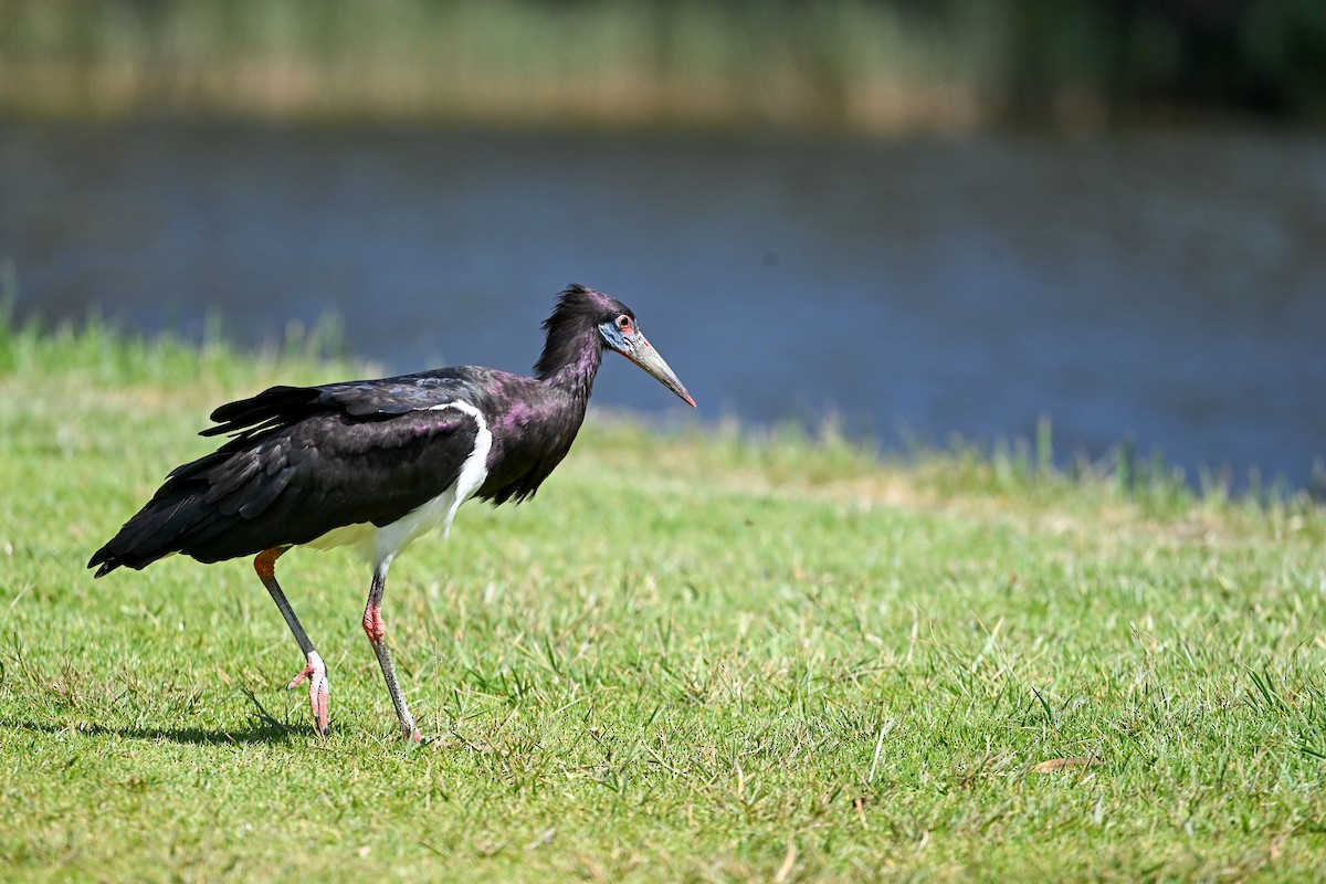 Cigogne d'Abdim - ML624585688