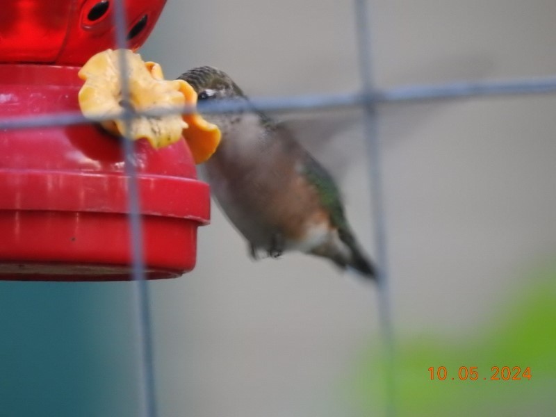 Ruby-throated Hummingbird - ML624585691