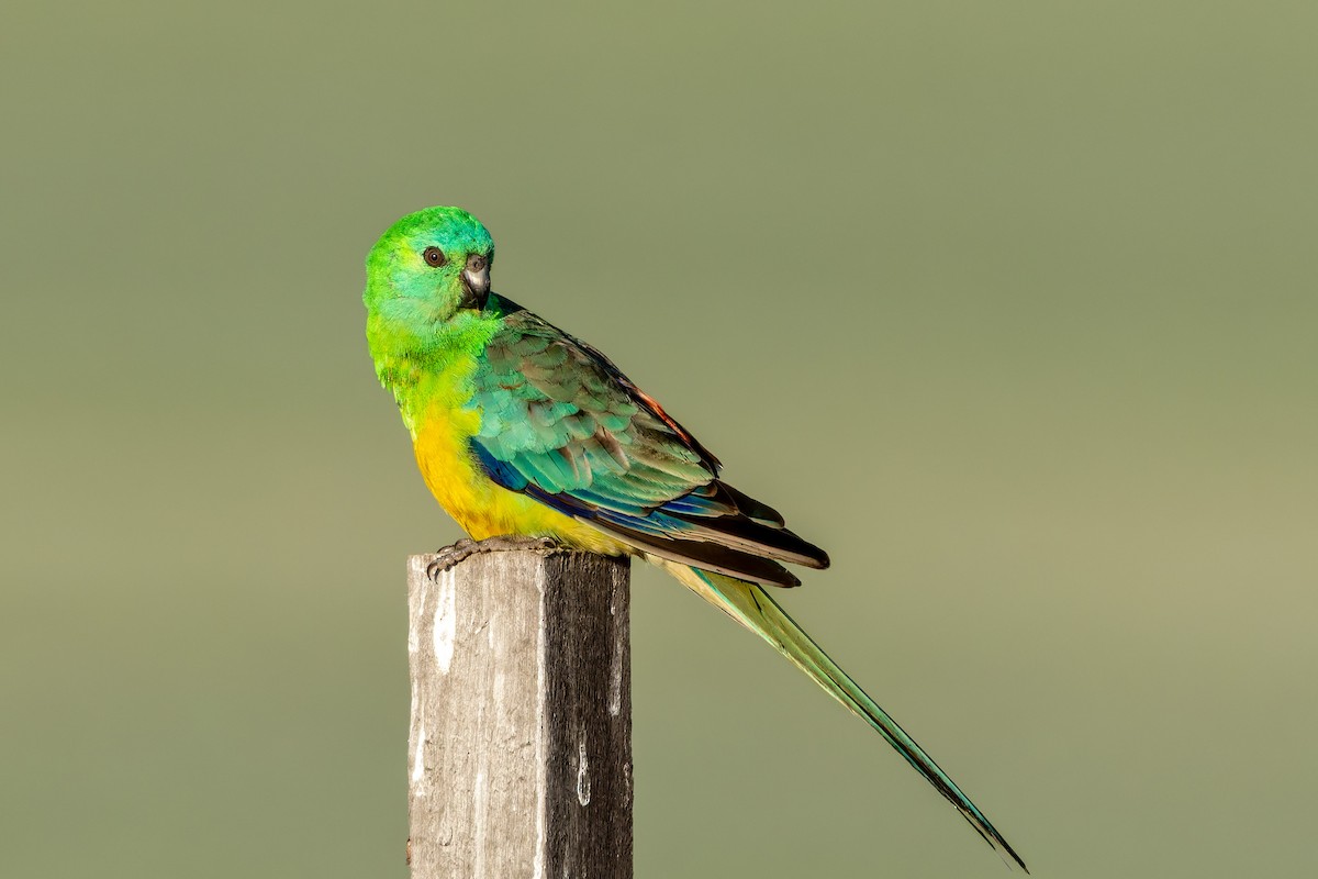 Red-rumped Parrot - ML624585726