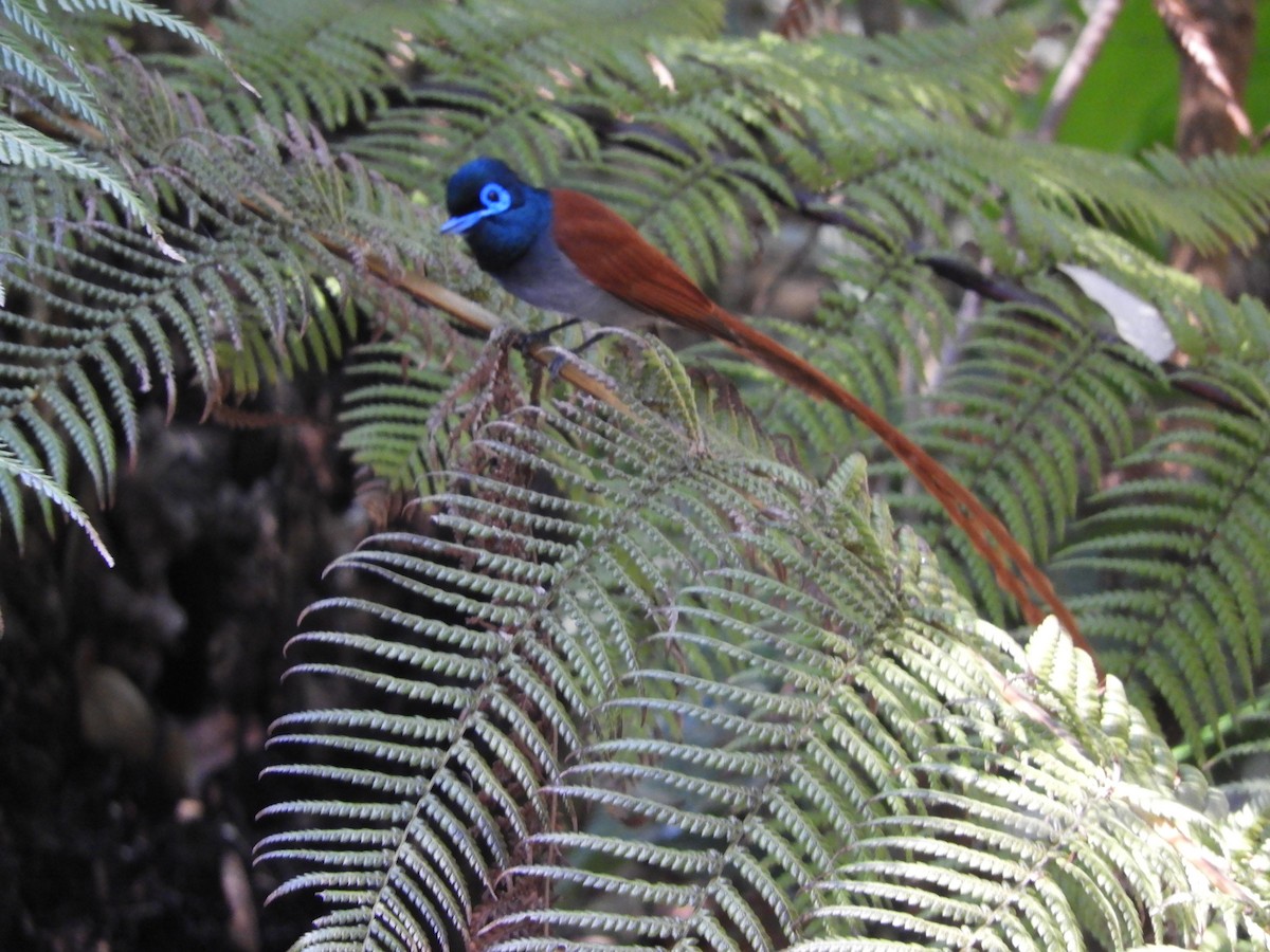 African Paradise-Flycatcher - ML624585732