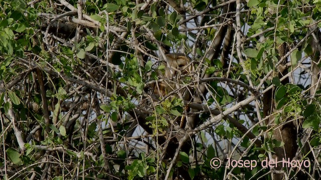 Western Barn Owl (African) - ML624585733