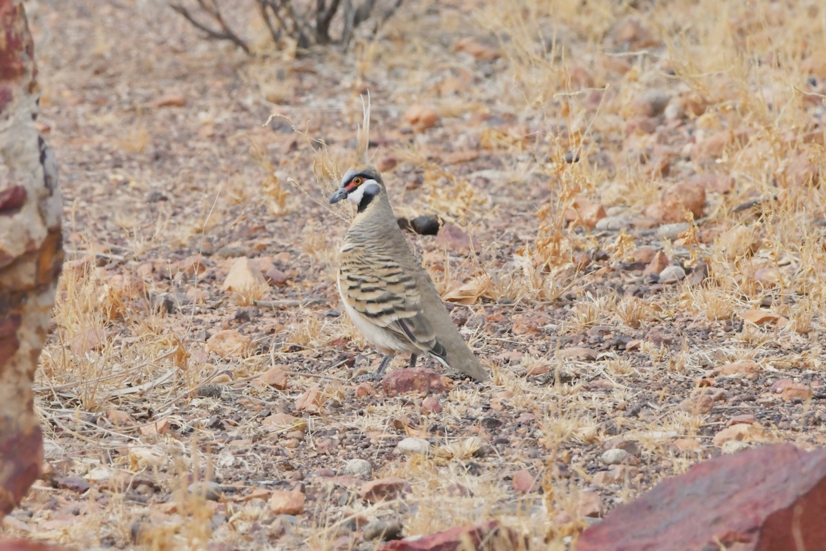 Spinifex Pigeon - Sam Adams