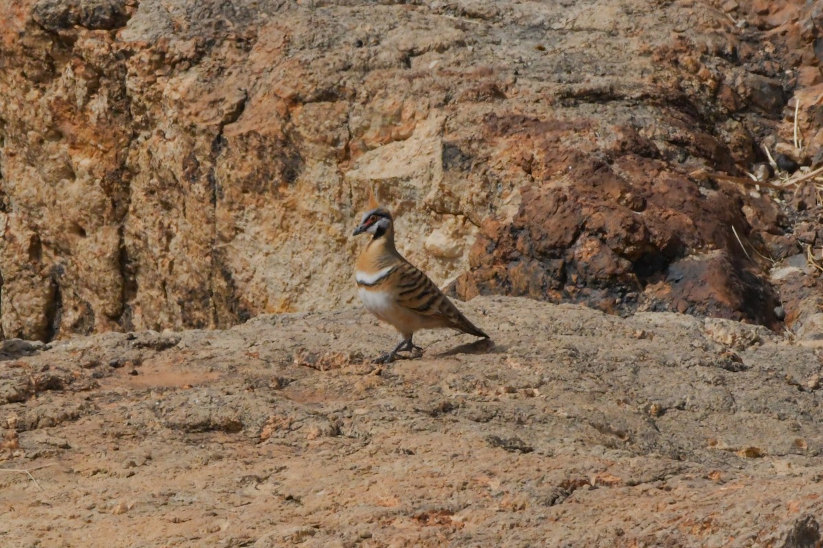 Spinifex Pigeon - Sam Adams