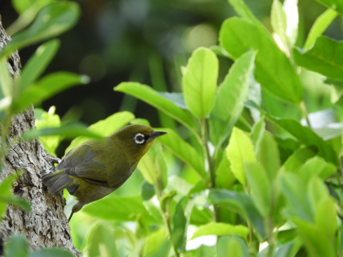 Cape White-eye - ML624585775