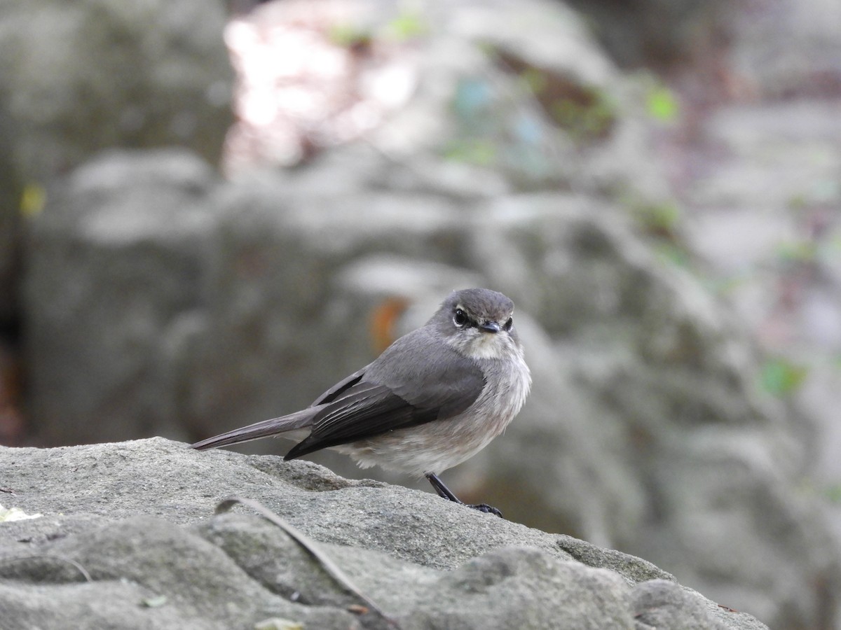 African Dusky Flycatcher - ML624585805