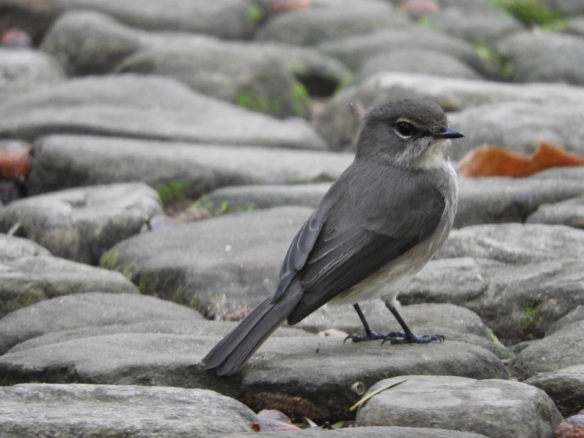 African Dusky Flycatcher - ML624585806