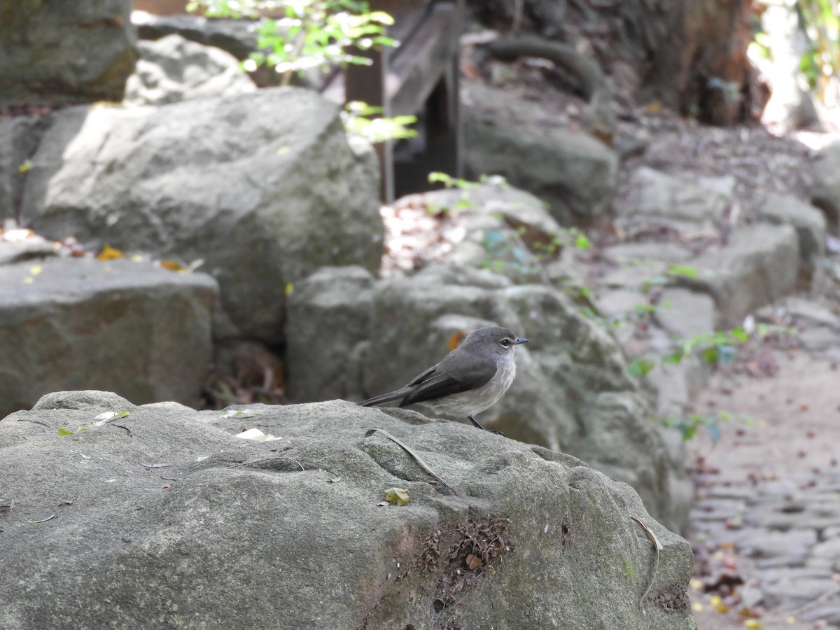 African Dusky Flycatcher - ML624585807