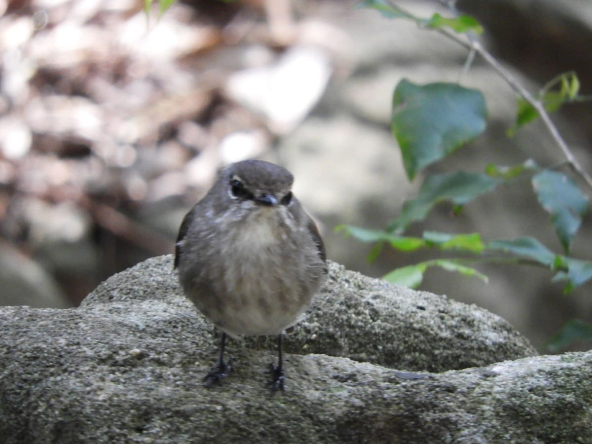 African Dusky Flycatcher - ML624585809