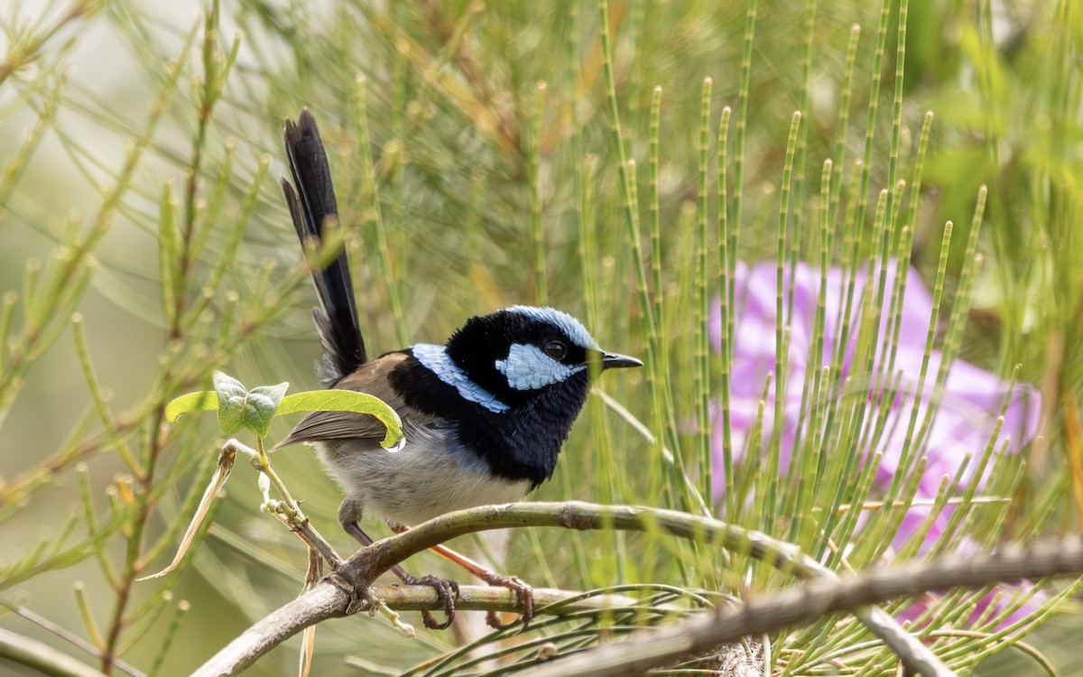 Superb Fairywren - ML624585817