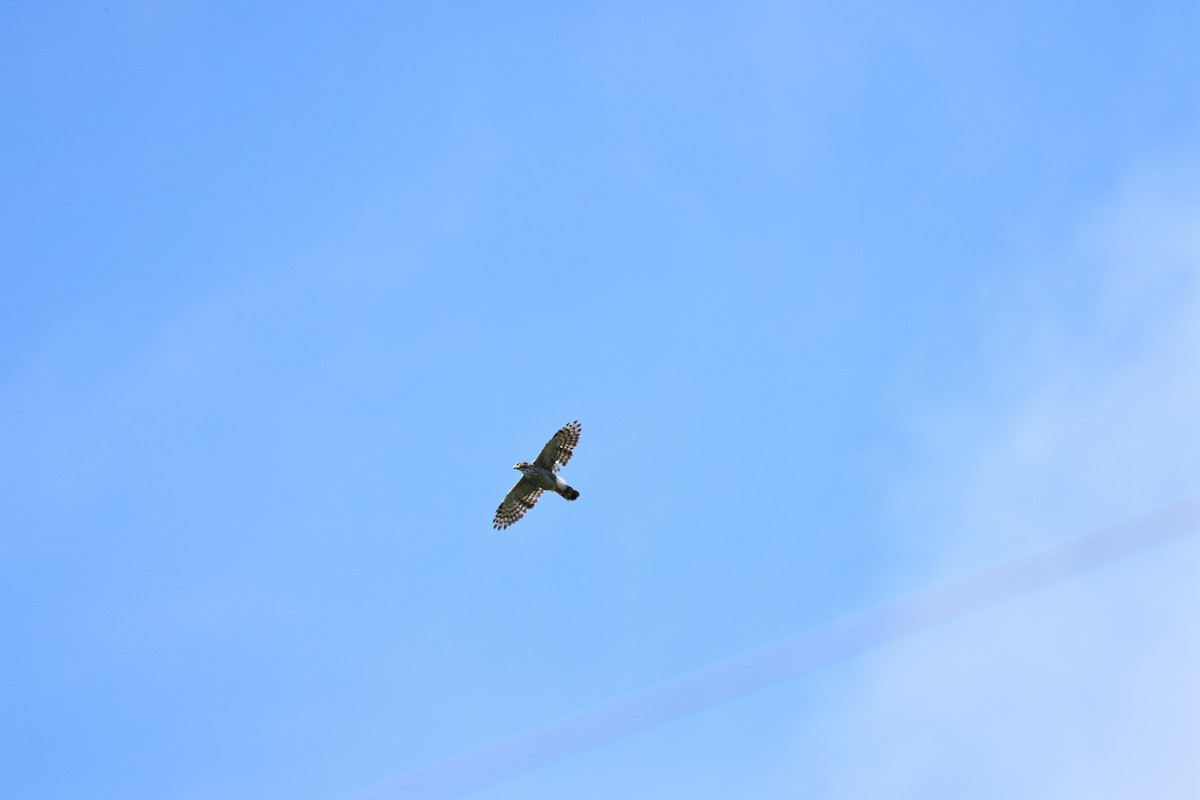 Crested Goshawk - ML624585825