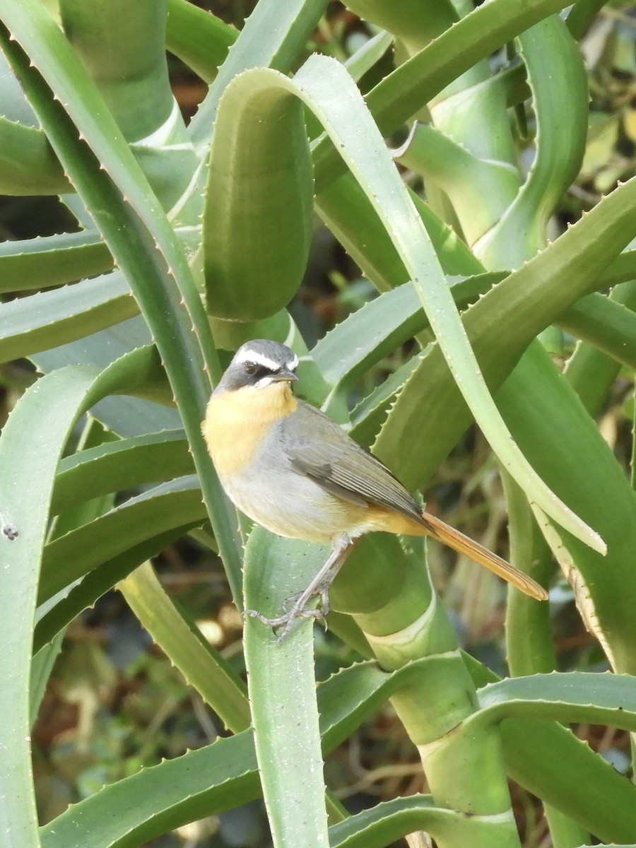 Cape Robin-Chat - ML624585826