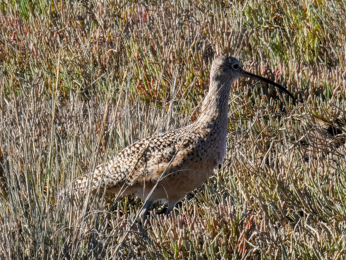 Whimbrel - ML624585828