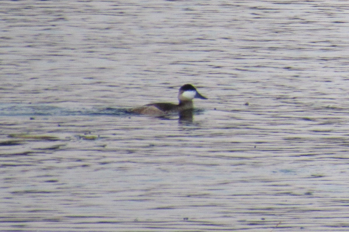 Ruddy Duck - ML624585829