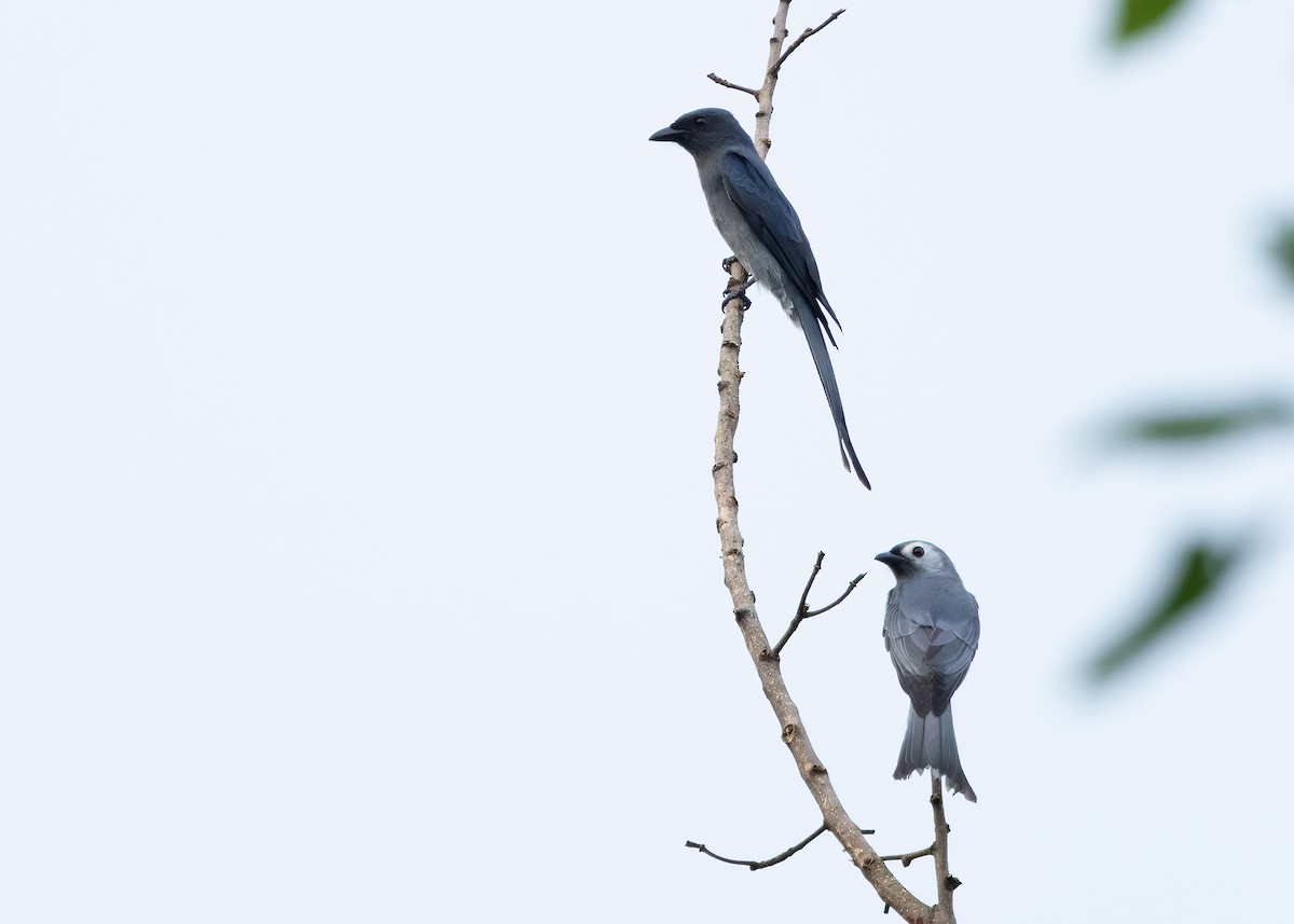 Ashy Drongo (White-cheeked) - ML624585831