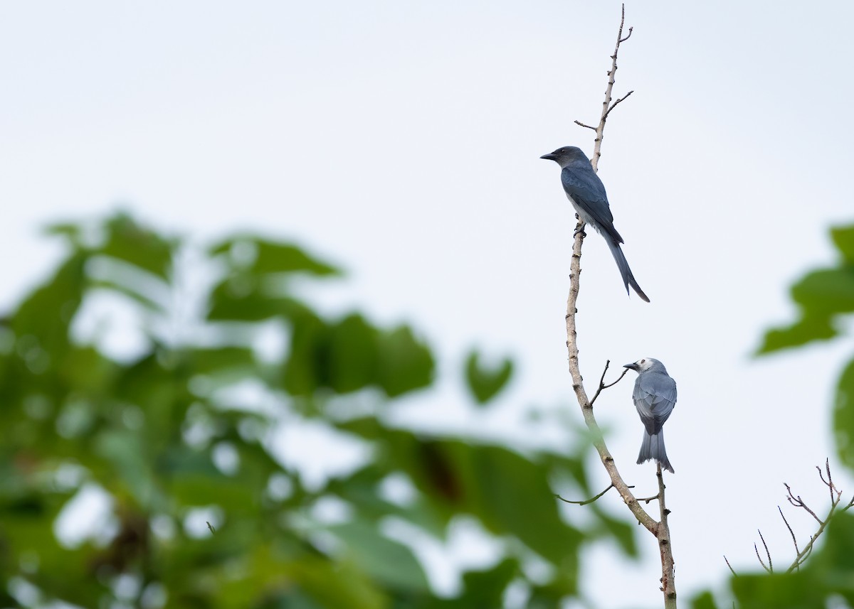 Ashy Drongo (White-cheeked) - ML624585832