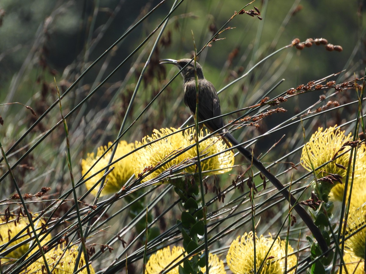 Cape Sugarbird - ML624585835