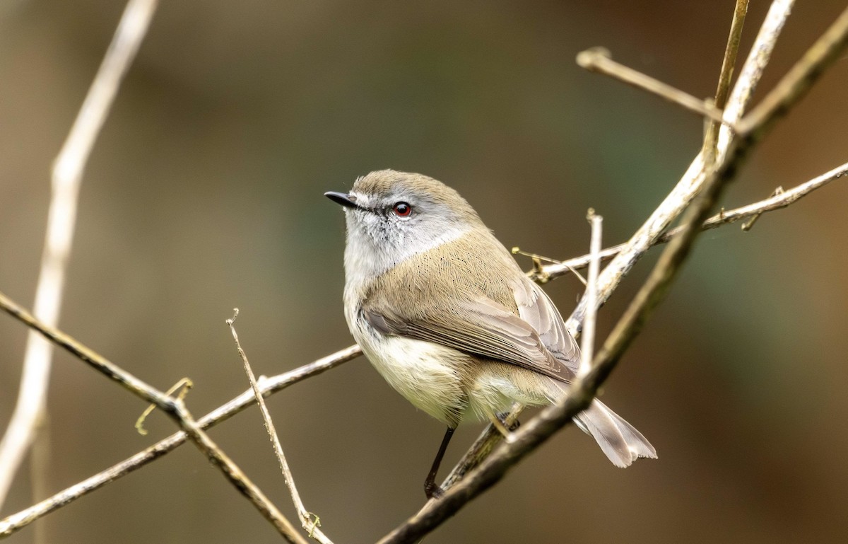 Brown Gerygone - ML624585837