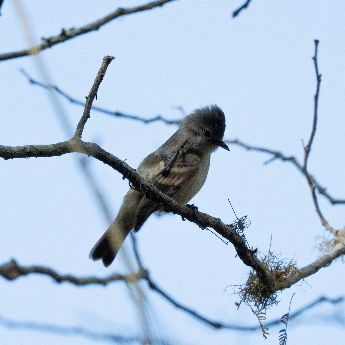 Southern Beardless-Tyrannulet - ML624585839