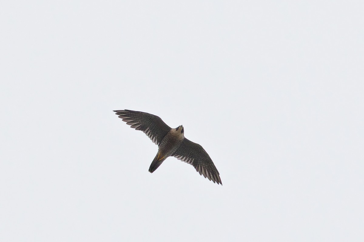 Peregrine Falcon - ML624585840