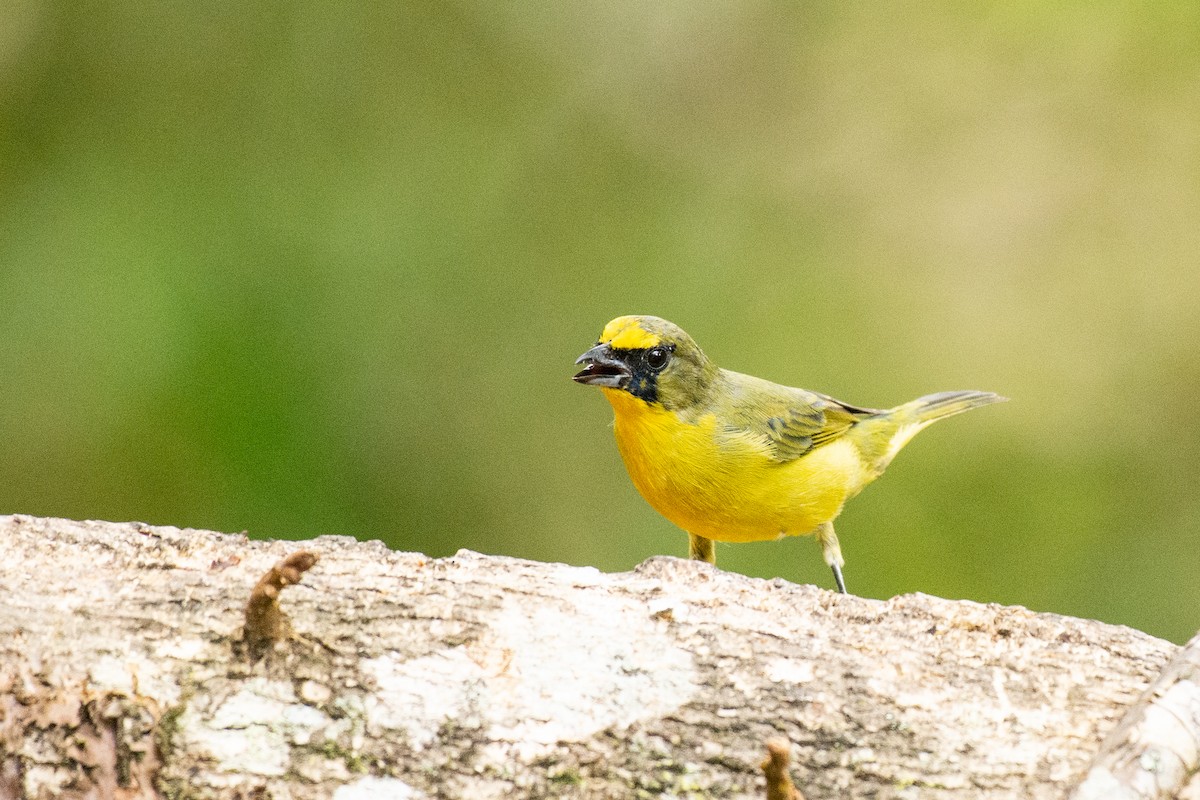 Thick-billed Euphonia - ML624585846