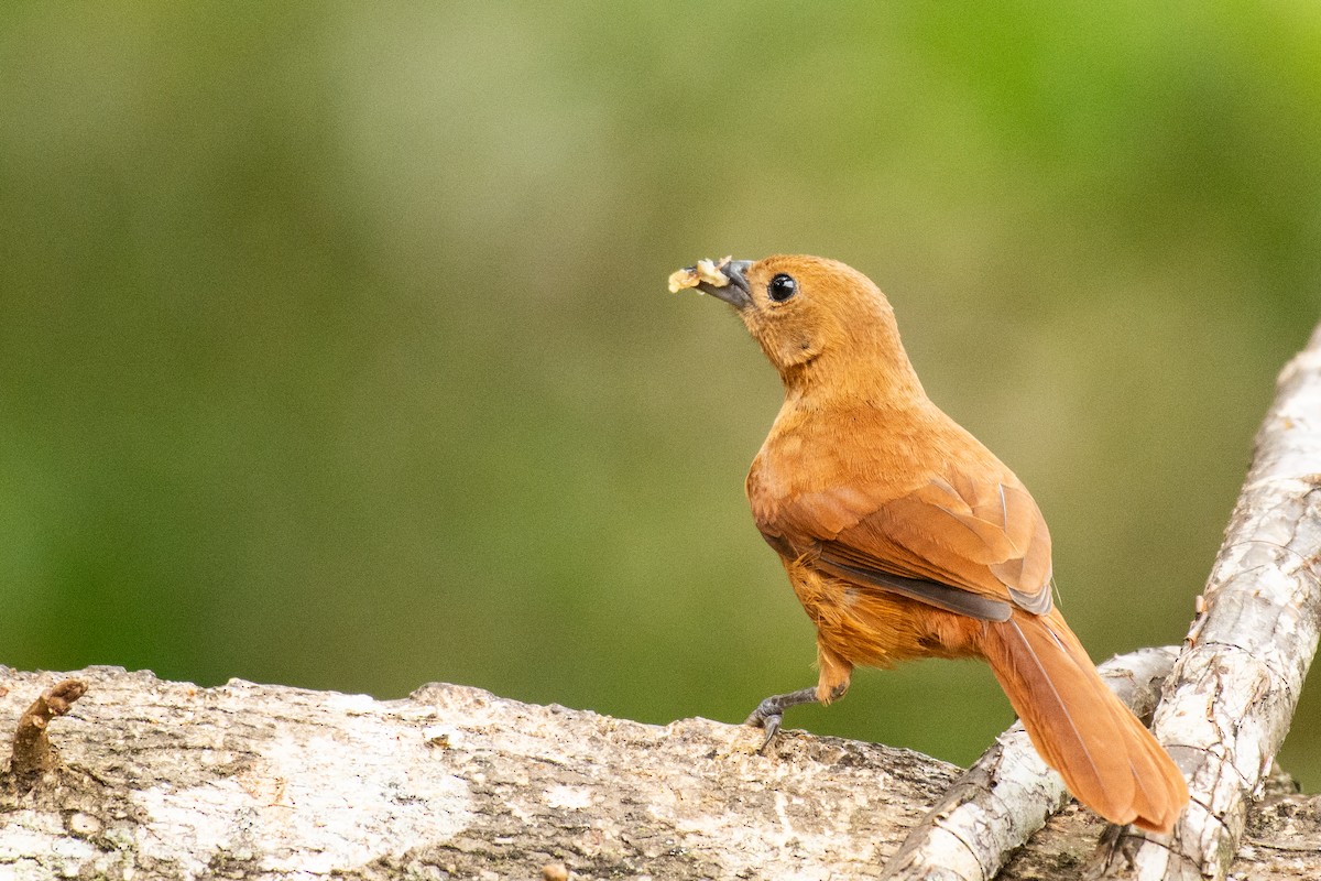 Pale-vented Thrush - ML624585847