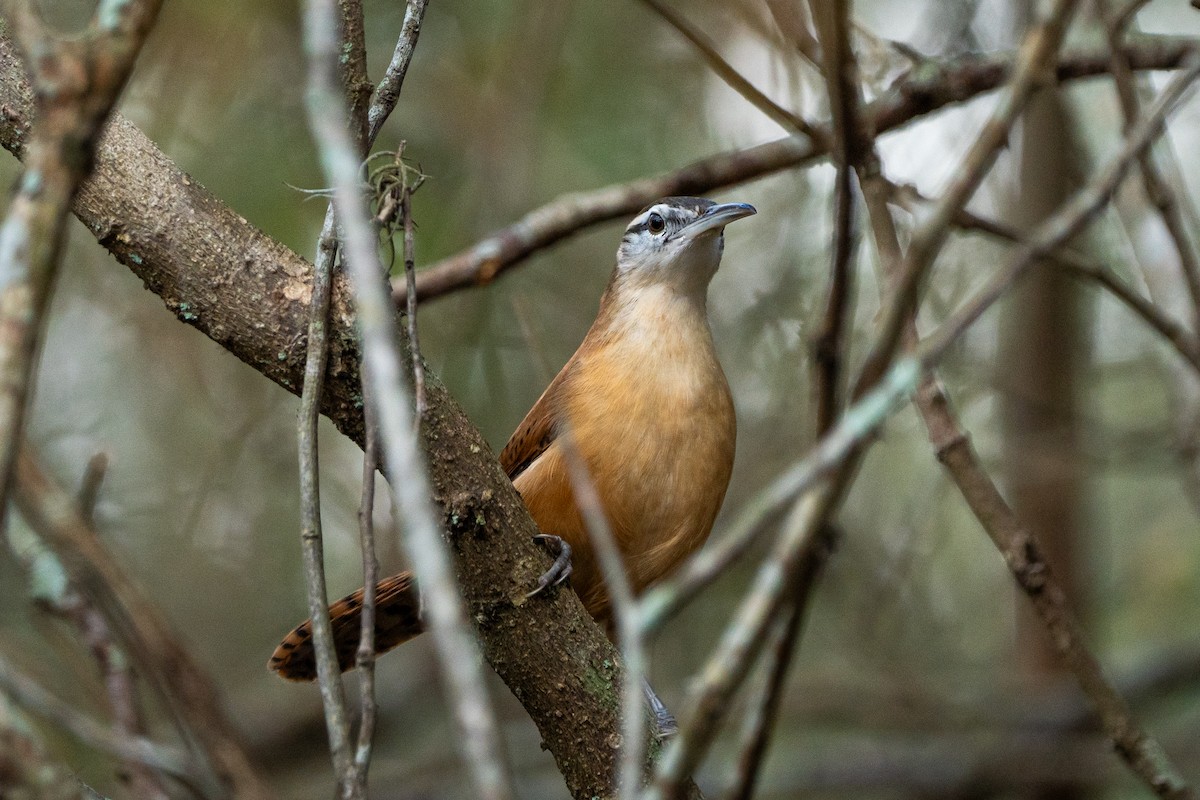 Long-billed Wren - ML624585848