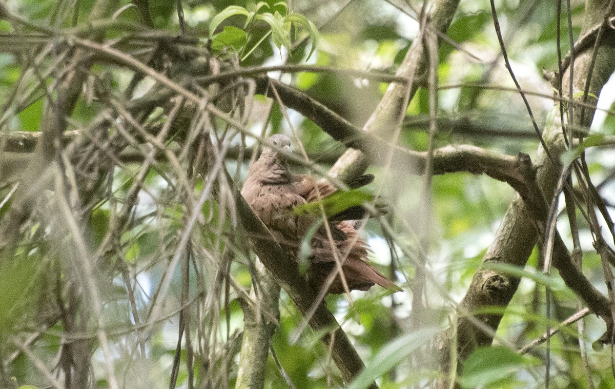 Ruddy Ground Dove - ML624585849