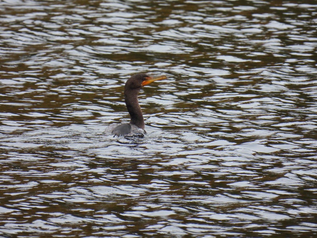 Double-crested Cormorant - ML624585850