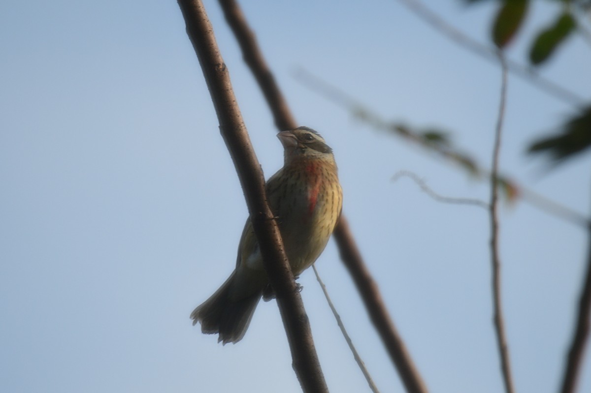 Rose-breasted Grosbeak - John Becker