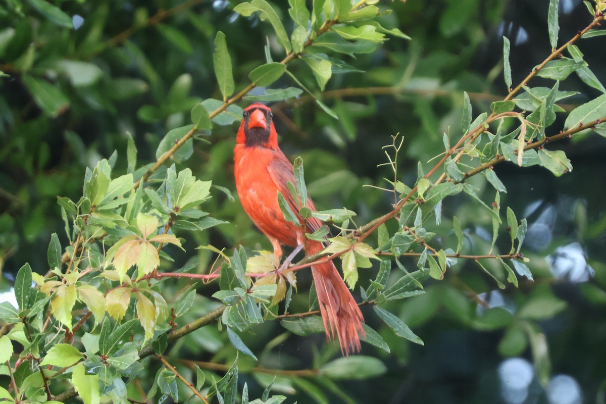 Northern Cardinal - Julia Nadeau Gneckow