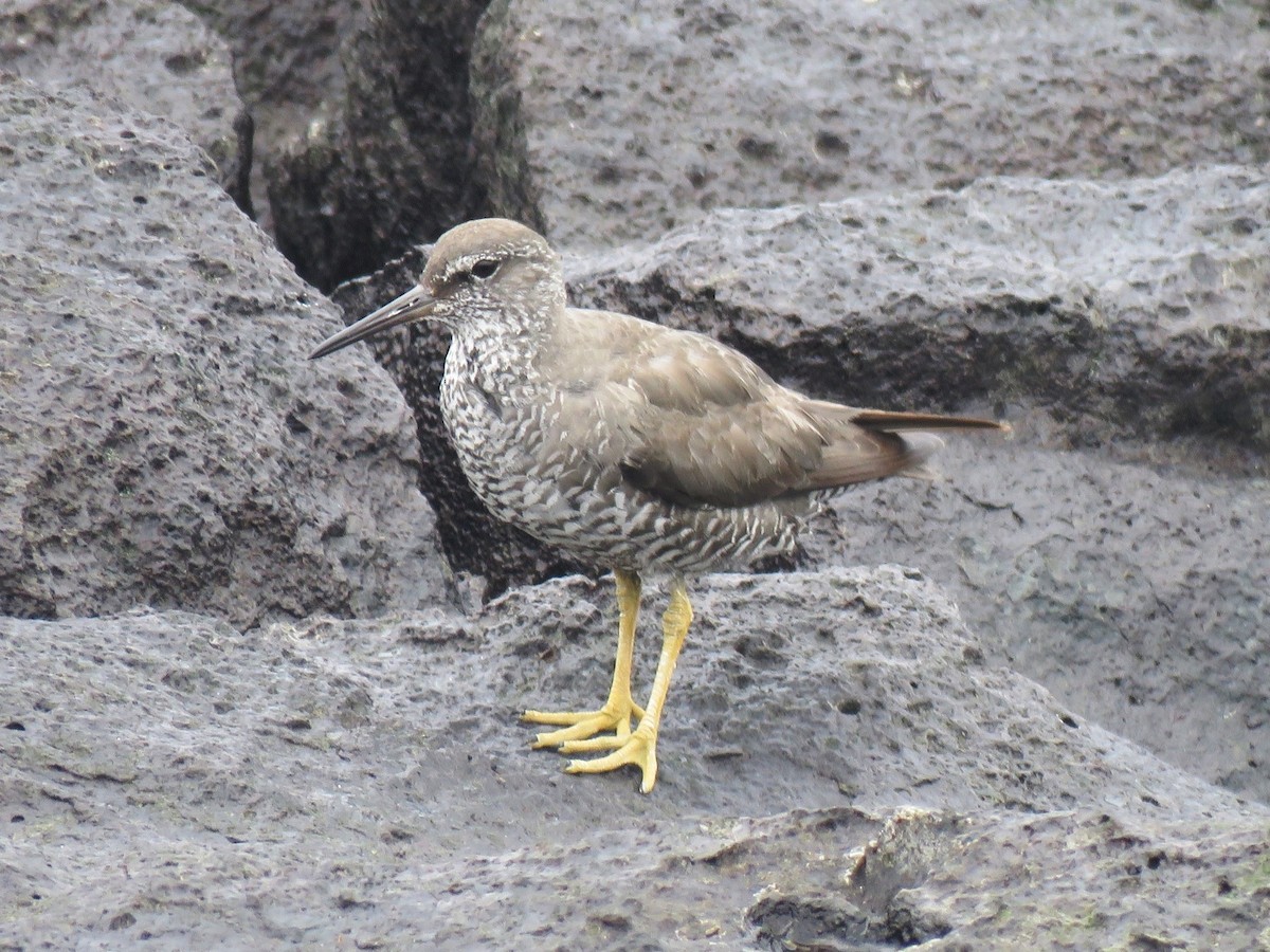 Wandering Tattler - ML624585886