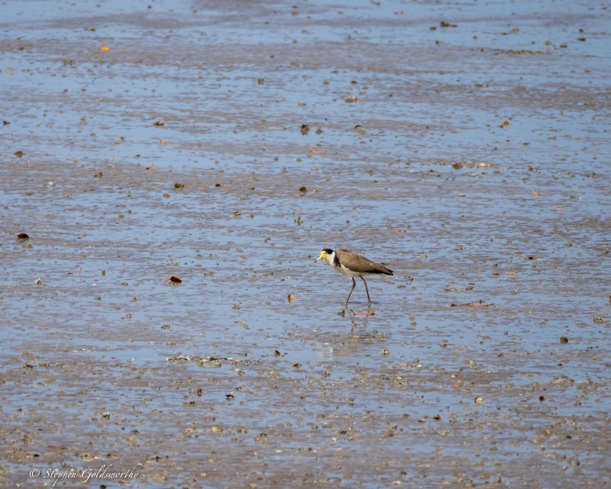 Masked Lapwing - Stephen Goldsworthy